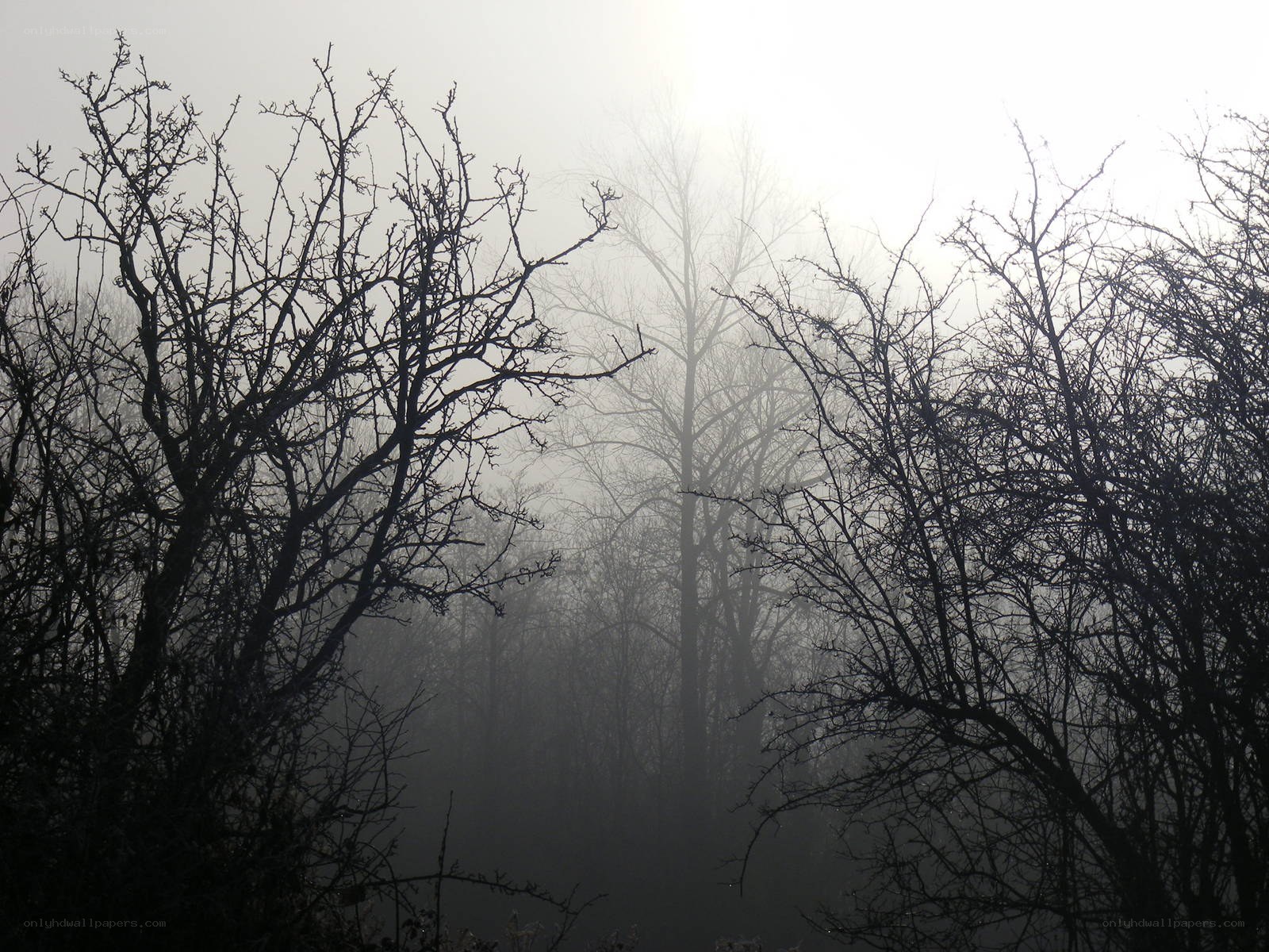 Foggy forest silhouette