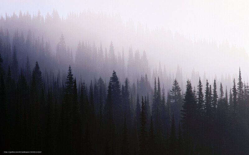 Foggy Forest Silhouettes