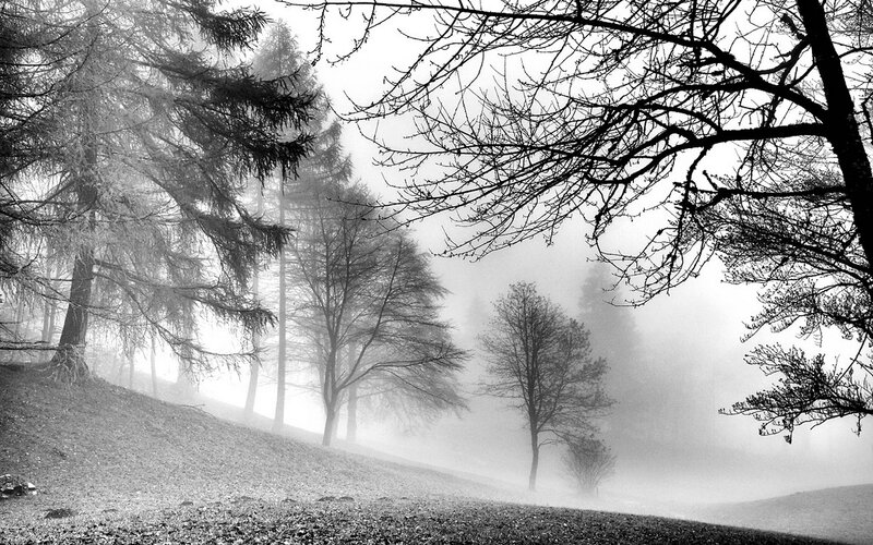 Foggy Forest Slope