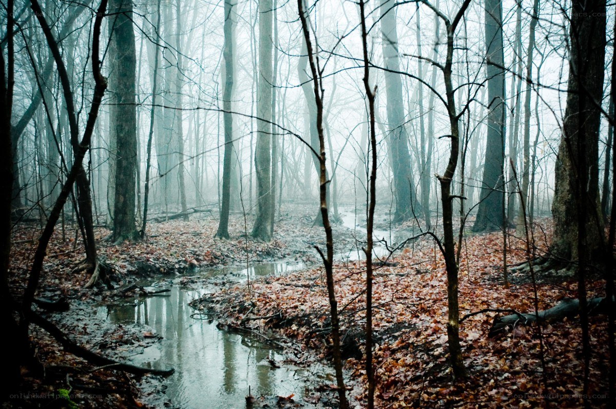 Foggy forest stream