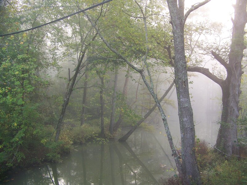 foggy forest stream