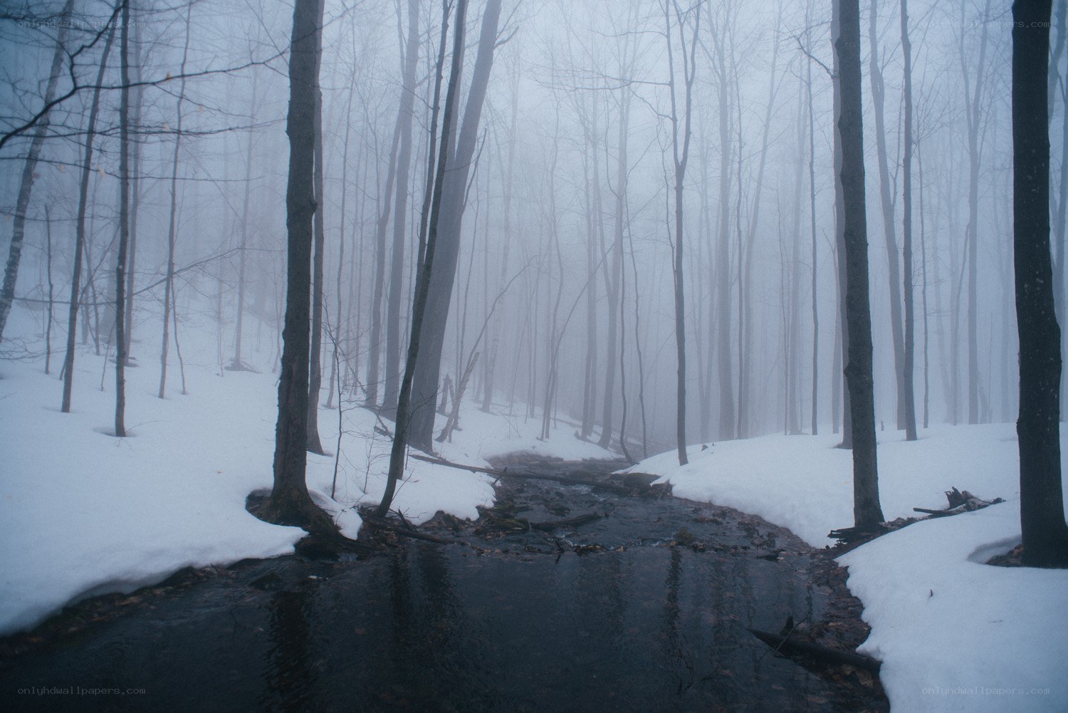 Foggy forest stream in winter