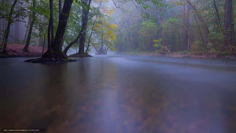 Foggy forest stream