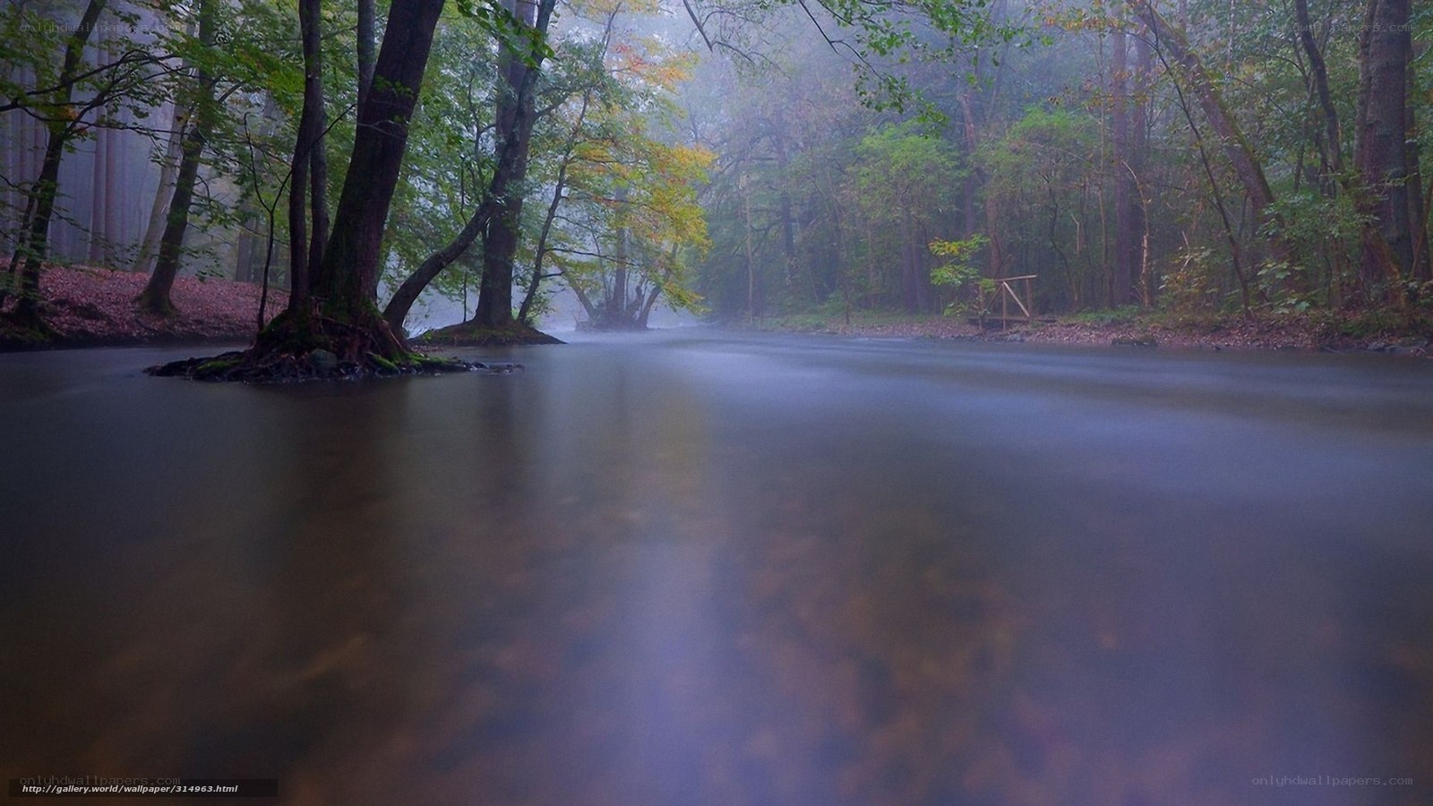 Foggy forest stream
