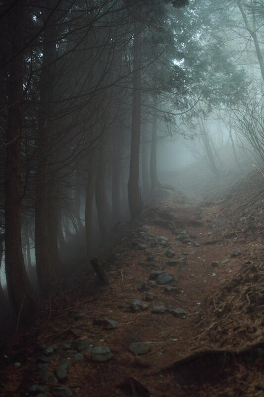 foggy forest trail