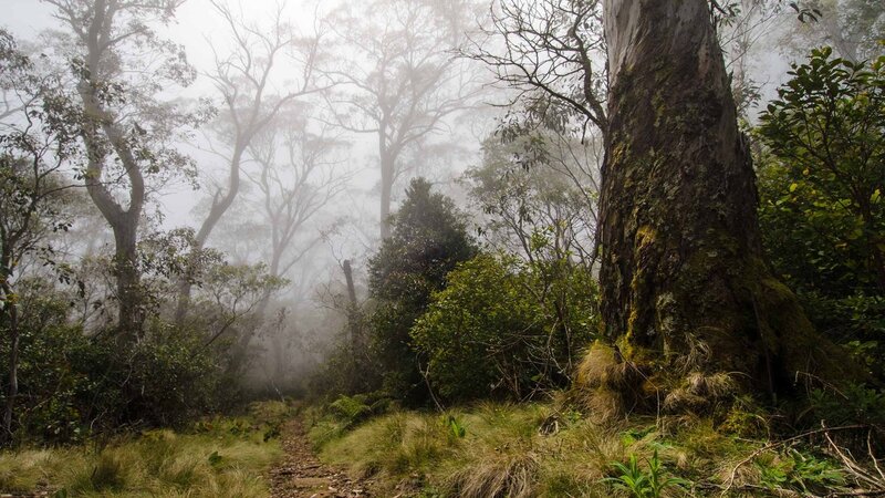 Foggy forest trail