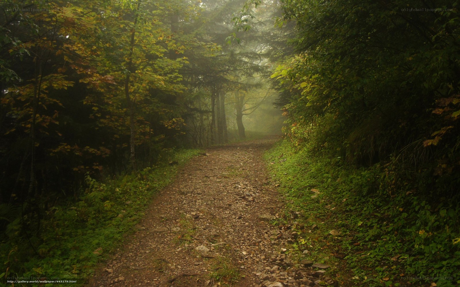 Foggy forest trail