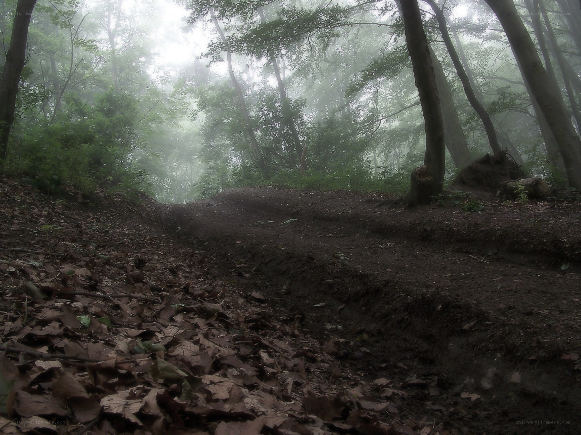 foggy forest trail