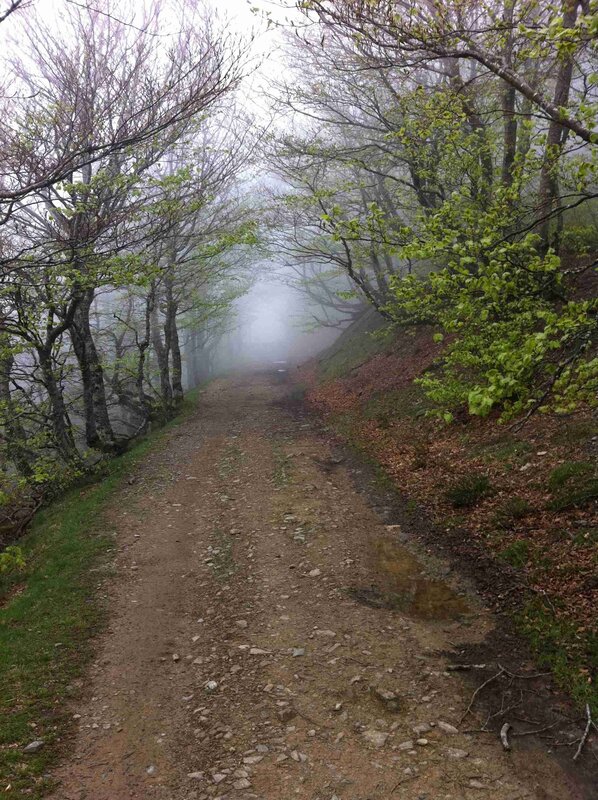 foggy forest trail