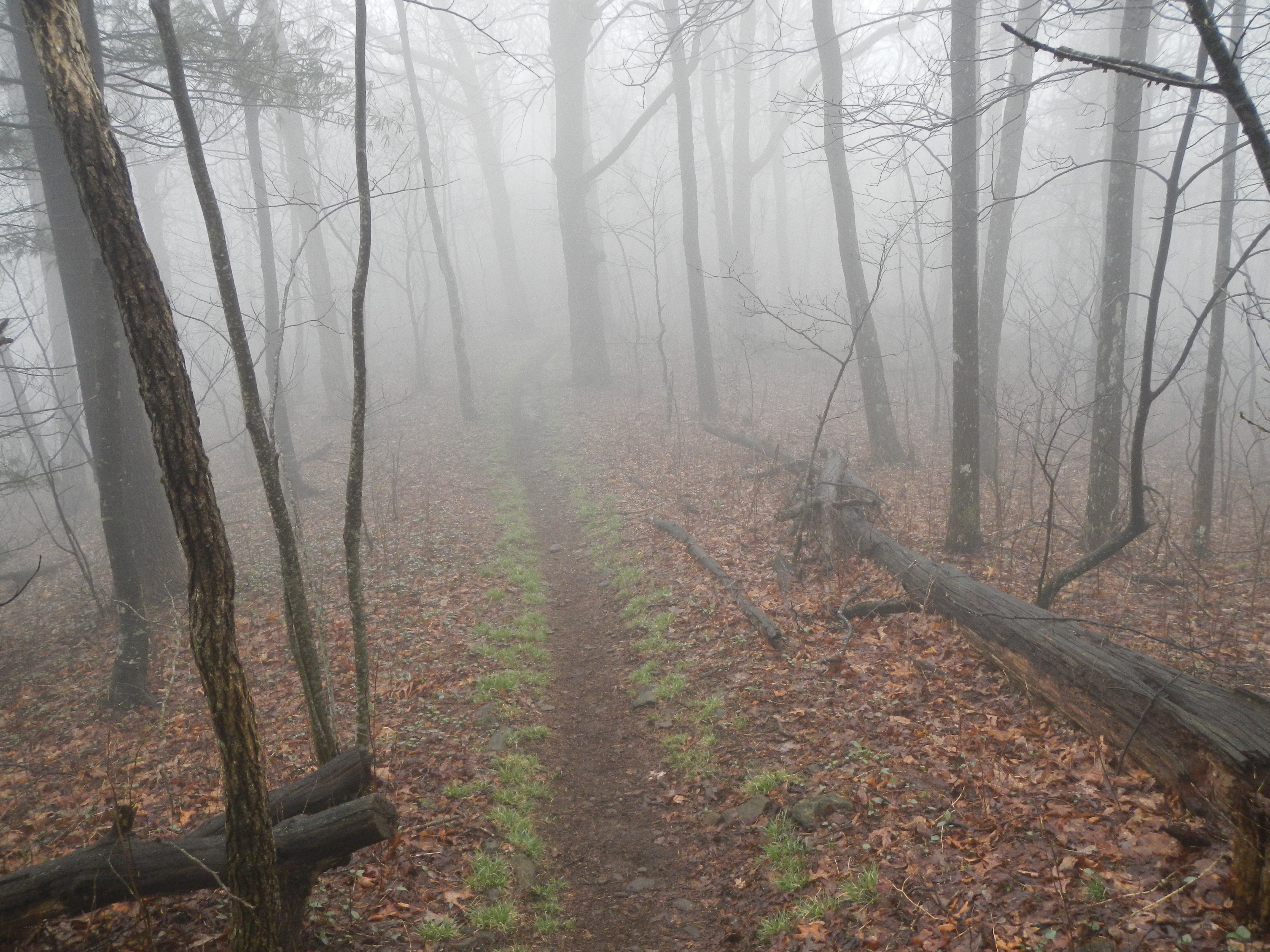 Foggy forest trail
