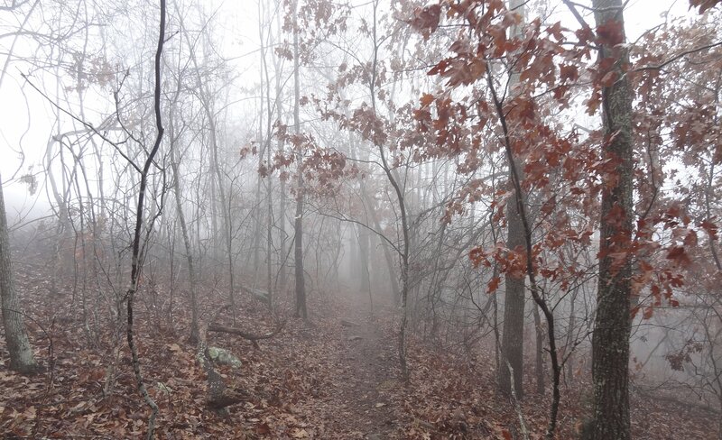 Foggy Forest Trail — Brown, Misty, Autumn
