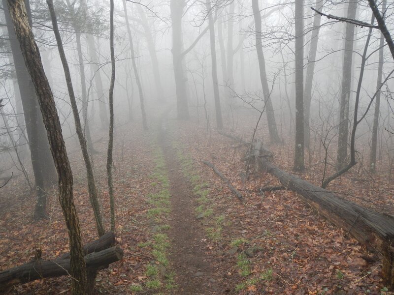 Foggy Forest Trail — Brown