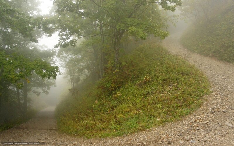 Foggy forest trail