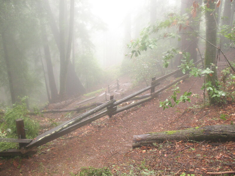 Foggy forest trail with fence