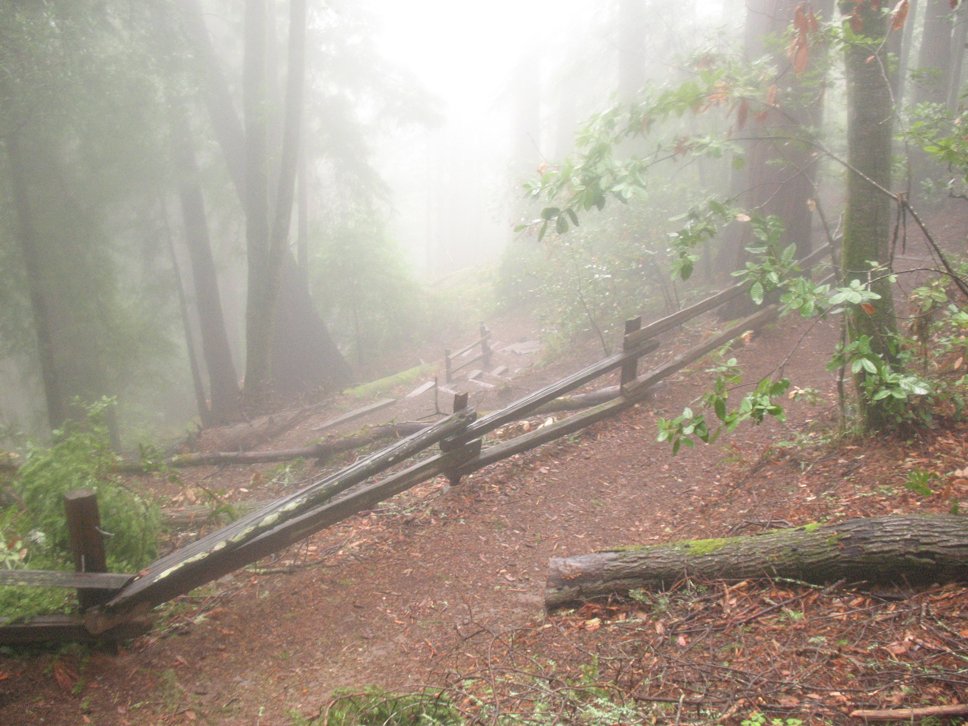 Foggy forest trail with fence