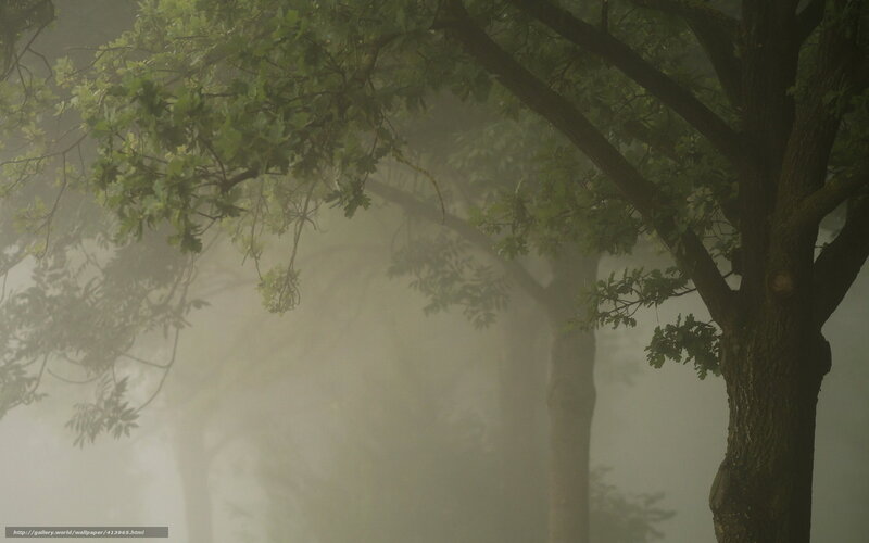 Foggy forest trees