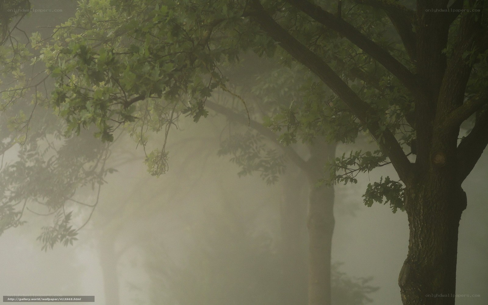 Foggy forest trees