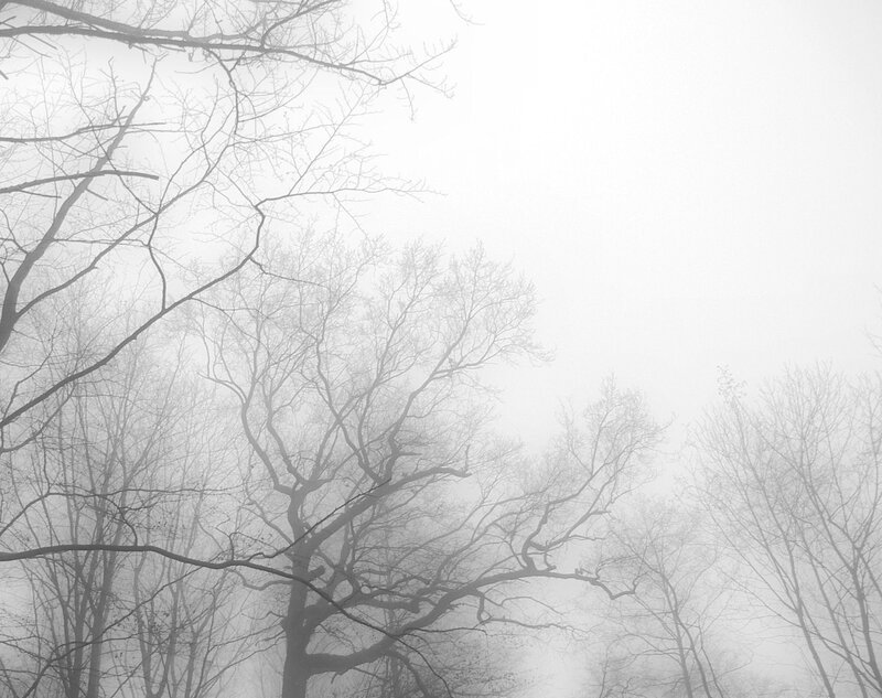 Foggy forest trees
