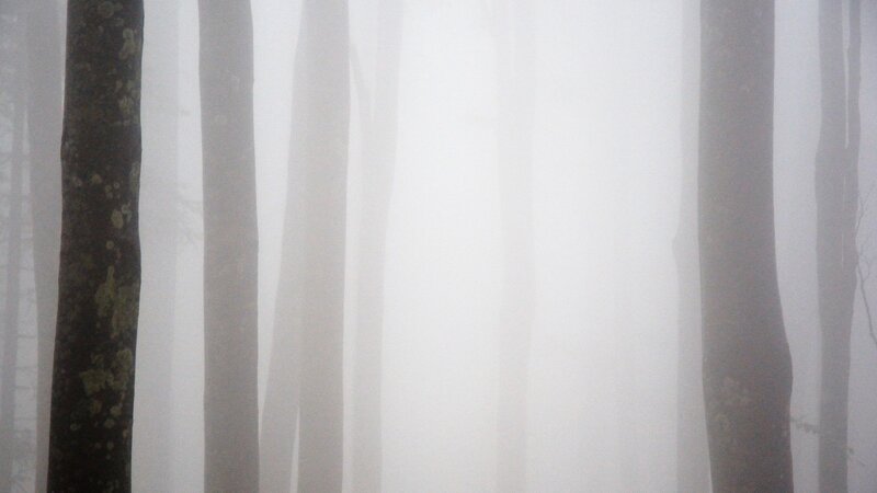 Foggy forest trees