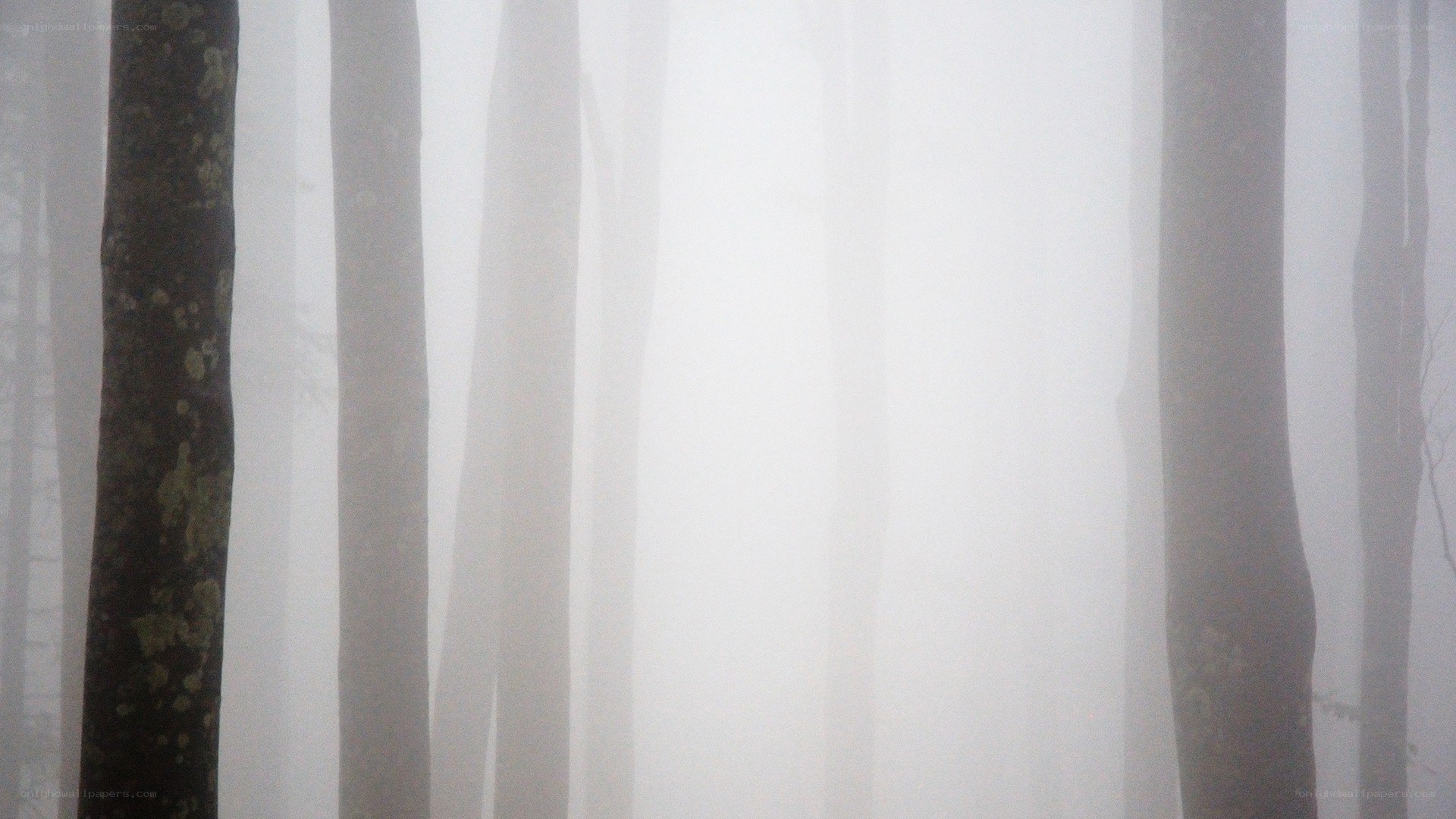 Foggy forest trees