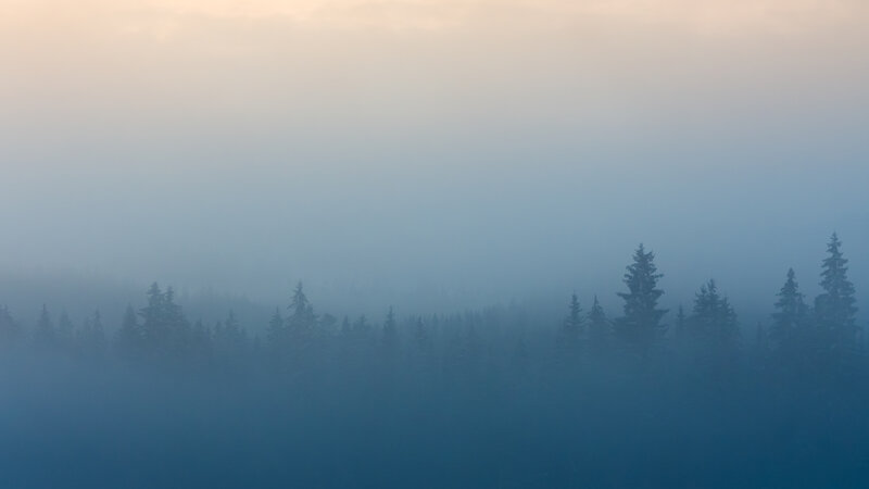 Foggy Forest Trees — Blue