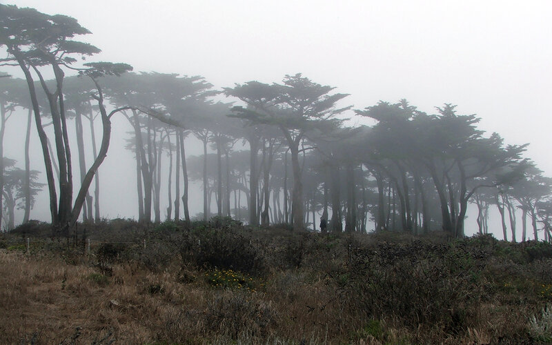 Foggy Forest Trees — Gray, Misty, Morning