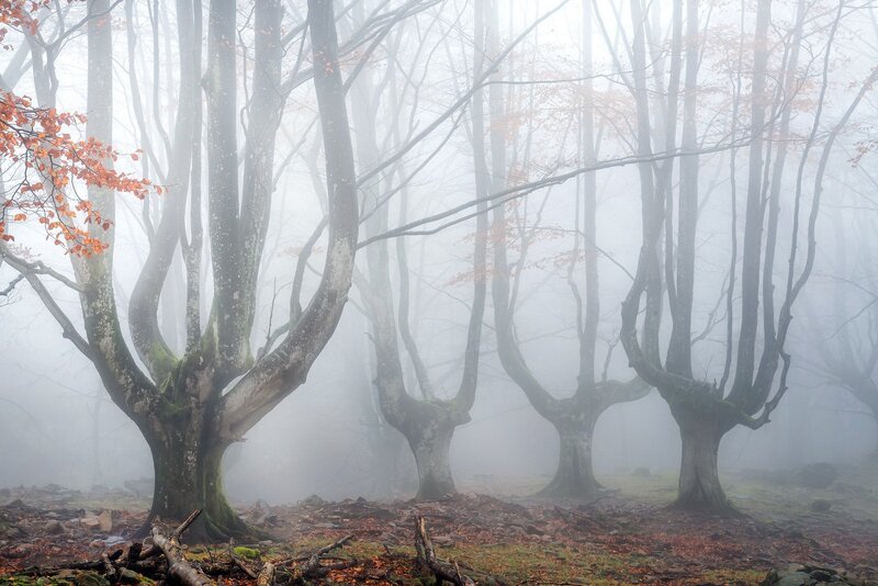 Foggy Forest Trees — Gray, Misty