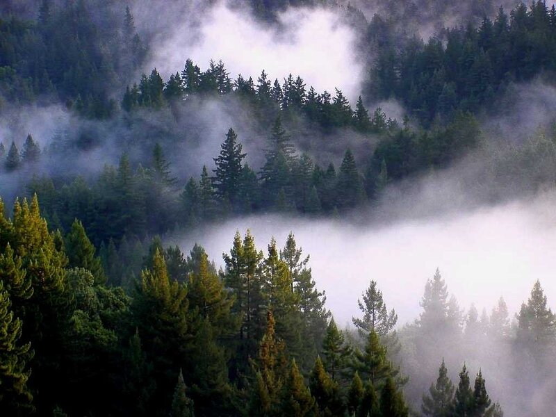 Foggy Forest Trees — Green, Misty, Morning