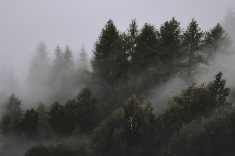 Foggy Forest Trees — Green, Misty