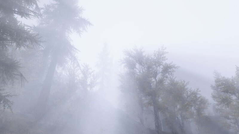 Foggy Forest Trees — White