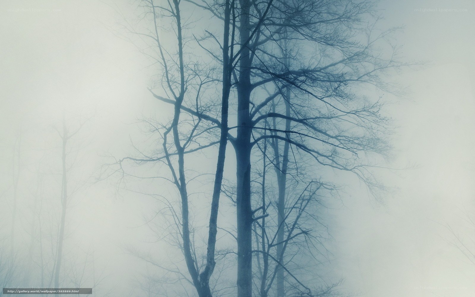 Foggy forest trees