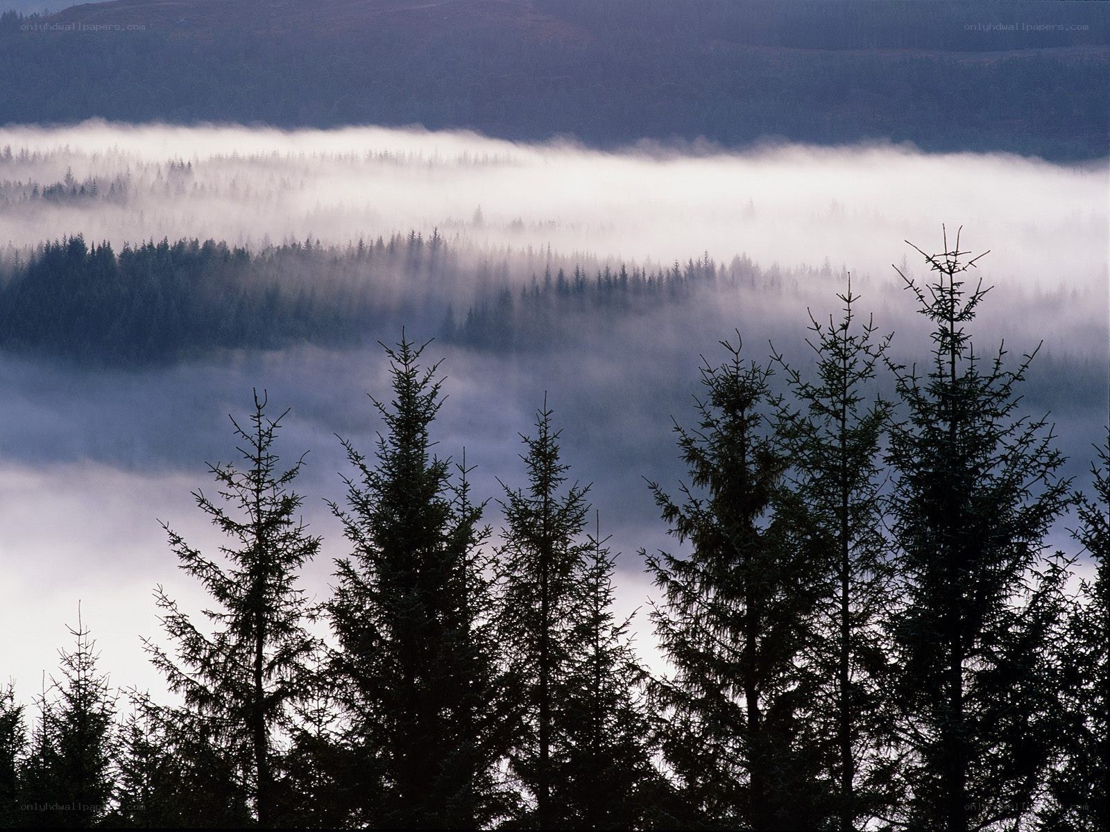Foggy forest valley at dawn