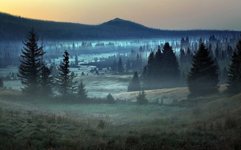 Foggy Forest Valley — Blue, Serene