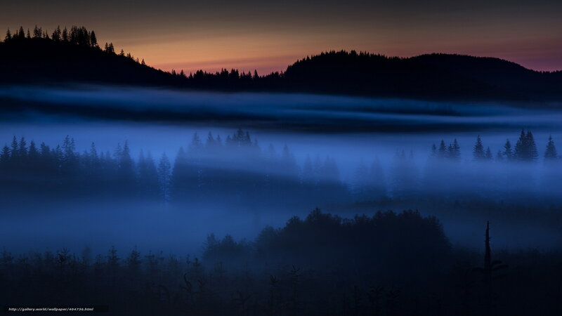 Foggy Forest Valley — Blue