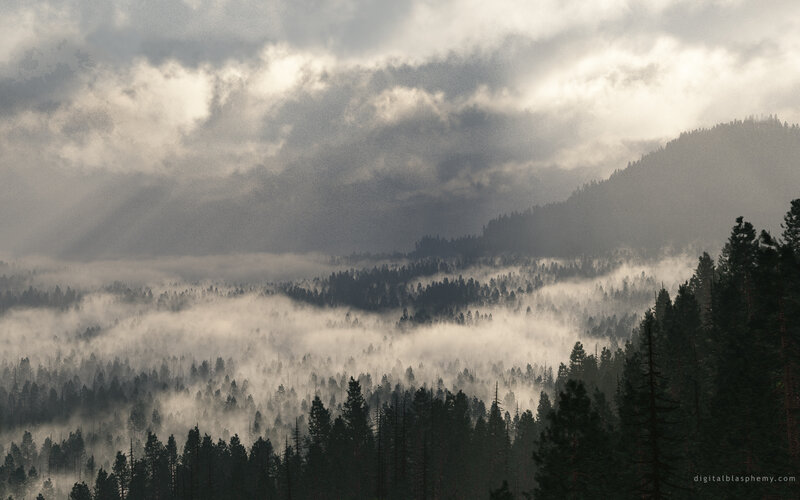 Foggy Forest Valley — Gray, Misty