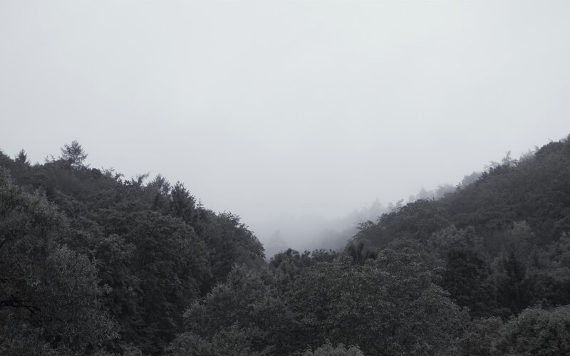 Foggy Forest Valley — Gray, Moody