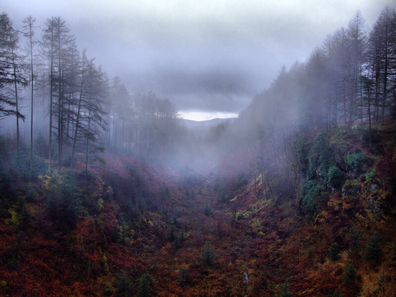 Foggy Forest Valley — Gray