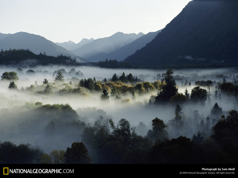 Foggy Forest Valley — Green, Serene, Morning, Photograph