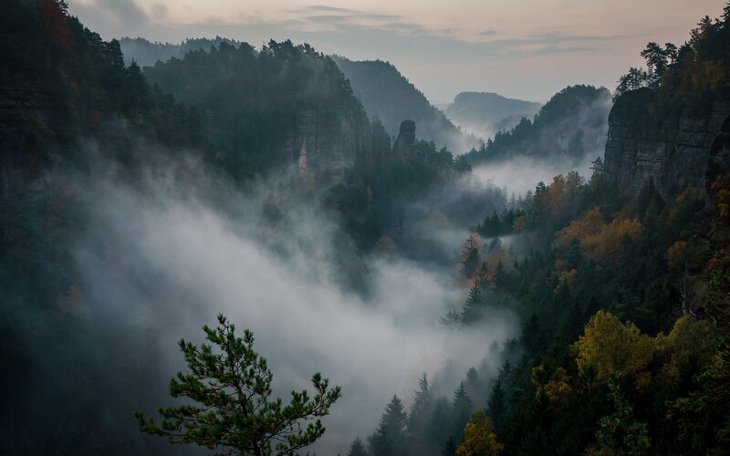 Foggy Forest Valley — Green, Serene