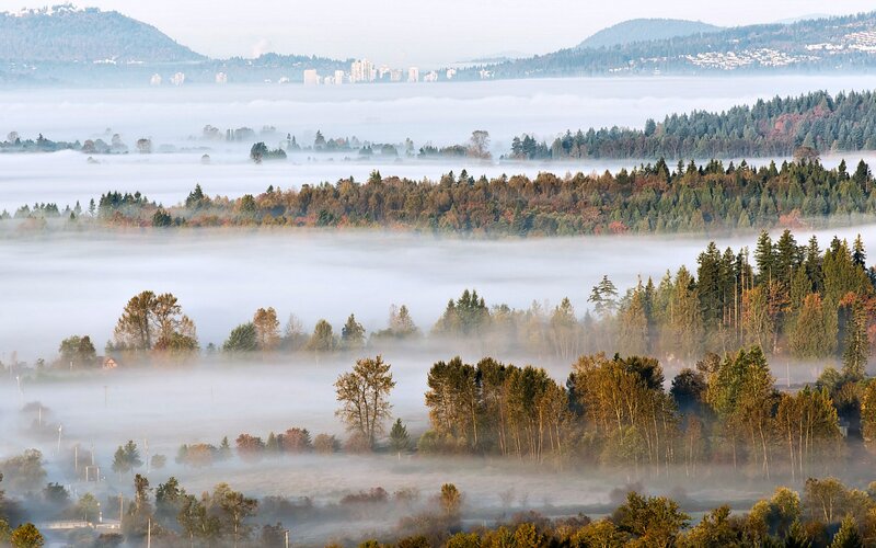Foggy Forest Valley — Green