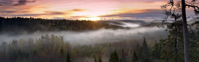 Foggy Forest Valley — Orange, Serene