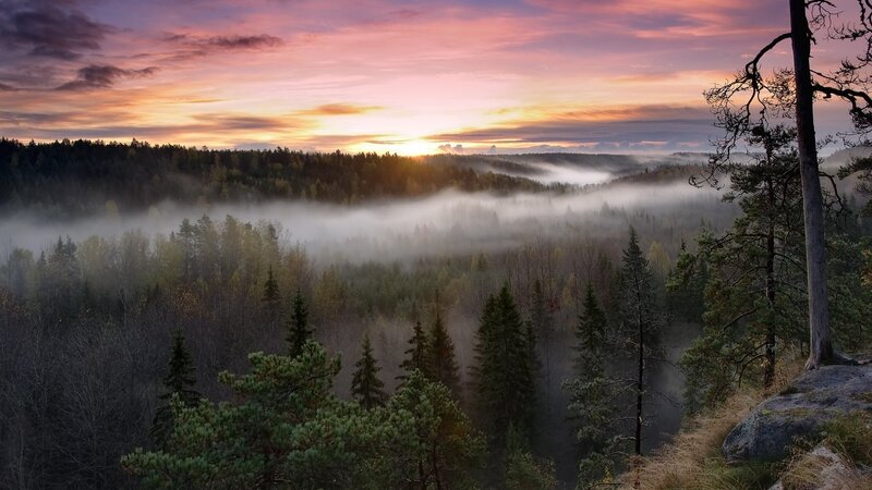 Foggy Forest Valley — Purple, Serene, Sunrise, Photograph, Trees, Mist