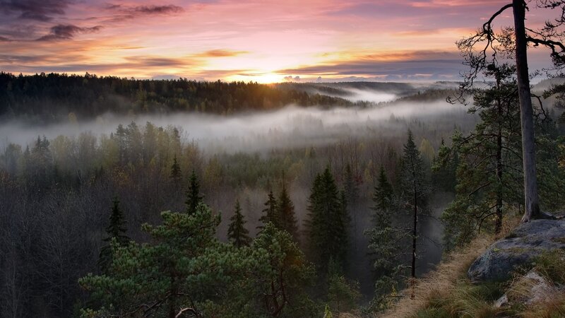 Foggy Forest Valley — Purple