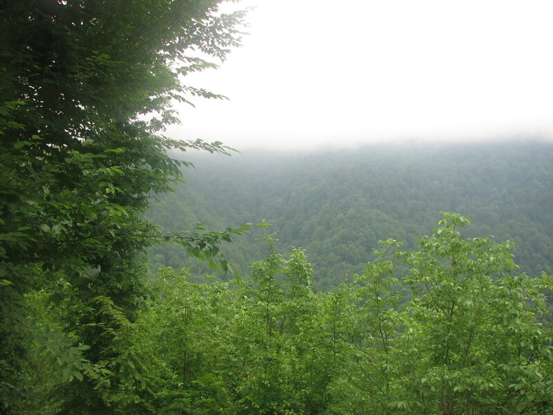 foggy forest valley view