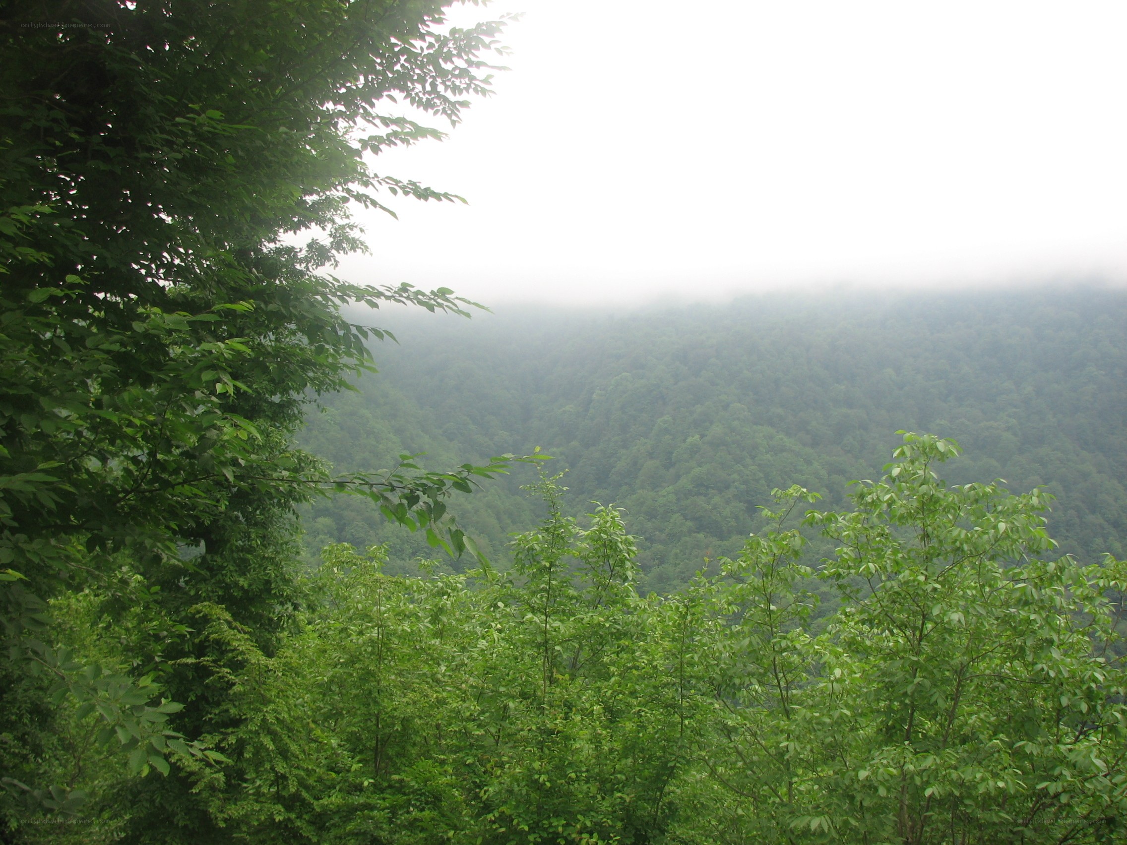 foggy forest valley view