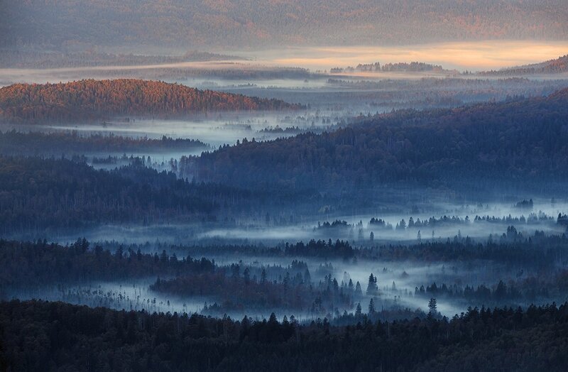 Foggy Forest Valleys