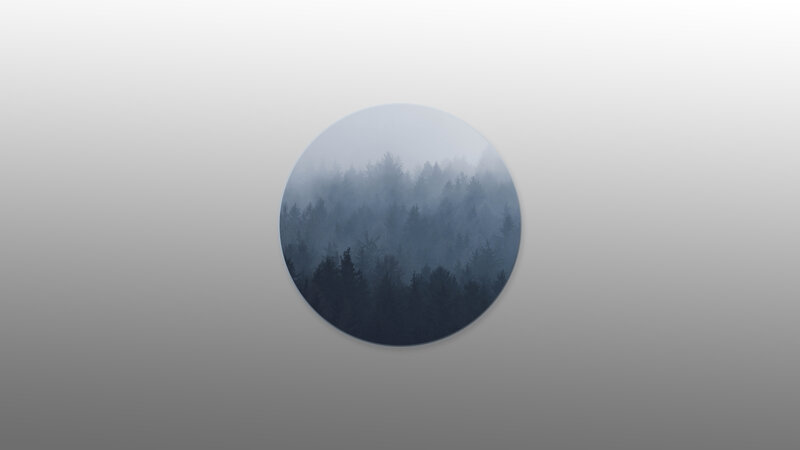 Foggy Forest View