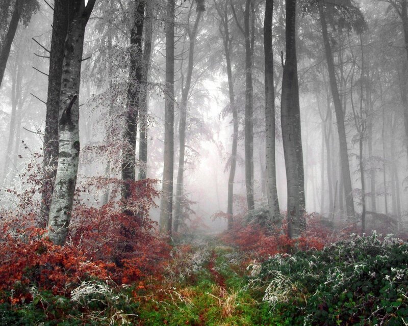 Foggy forest with autumn colors