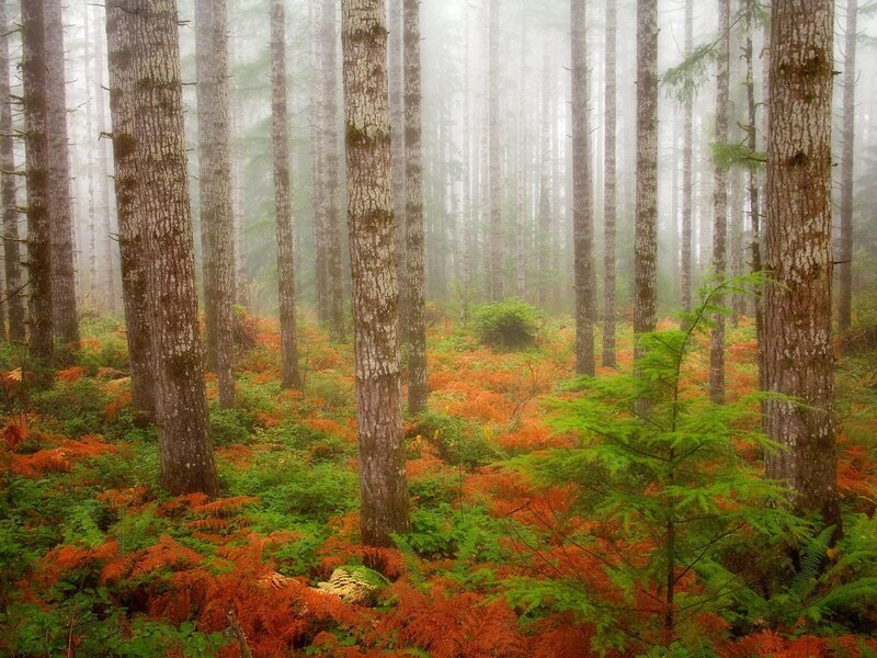 Foggy forest with autumn ferns