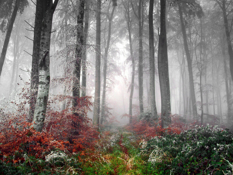 Foggy forest with autumn foliage